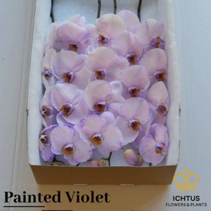 Phalaenopsis Coloured Violet 9