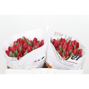 Tu En Antarctic Fire