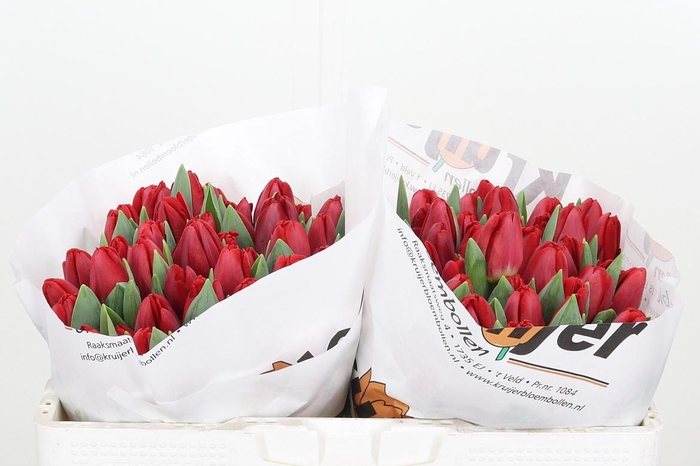 <h4>Tu En Antarctic Fire</h4>