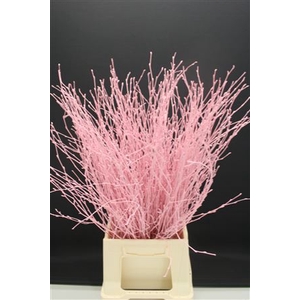 Berk Kort Lichtrose