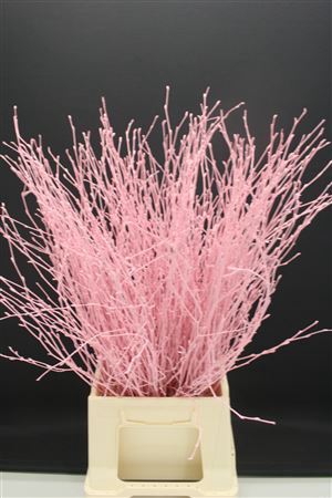 <h4>Berk Kort Lichtrose</h4>