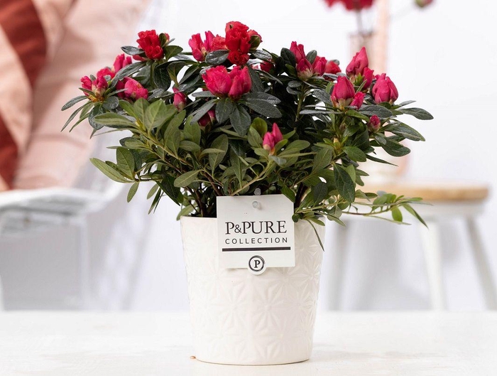 <h4>1st class Azalea red in P&PURE Juliette ceramics white</h4>