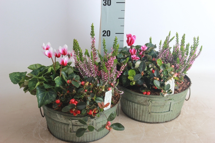 <h4>ARR TUINPLANTEN</h4>