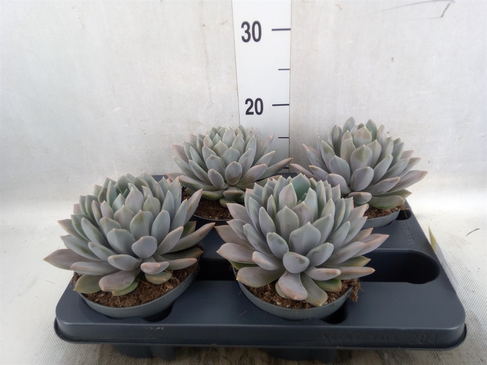 Pachyphytum  'Draco'