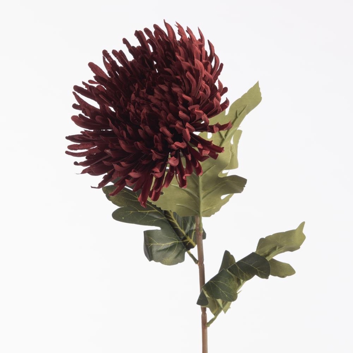 <h4>AF Chrys Spider L73cm Burgundy</h4>