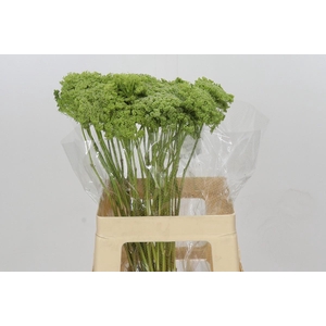 Ammi Visnaga Green Mist