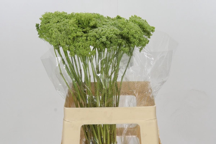 <h4>Ammi Visnaga Green Mist</h4>