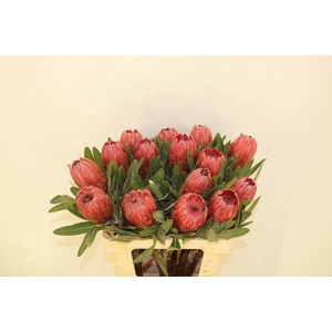 PROTEA  'RED ICE'