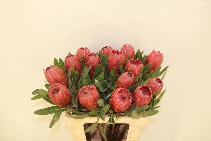 <h4>PROTEA  'RED ICE'</h4>