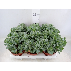 Crassula arborescens subsp. undilat