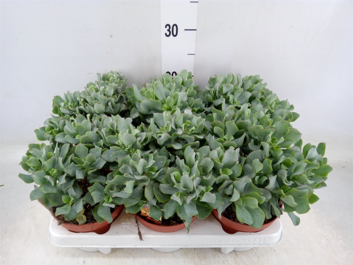 <h4>Crassula arborescens subsp. undilat</h4>