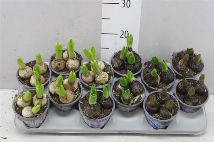 <h4>Hyacinthus Gemengd 3pp</h4>