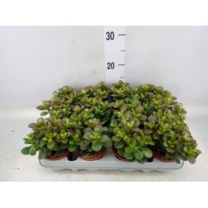 Crassula ovata 'Minor'