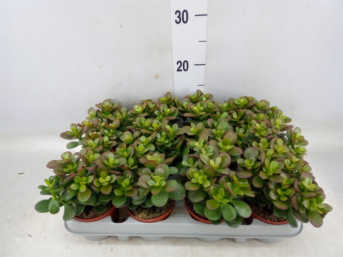 <h4>Crassula ovata 'Minor'</h4>