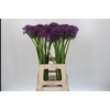 Allium Jackpot