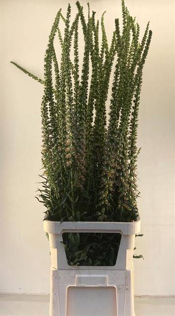 DIGITALIS PARVIFLORA
