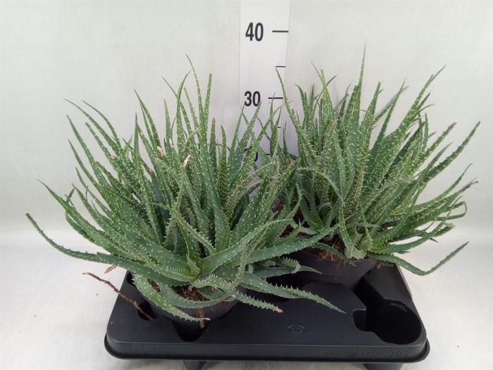 <h4>Aloe humilis</h4>