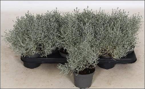 <h4>LEUCOPH BROWNII</h4>