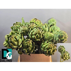 Cynara Scolymus Spray Super