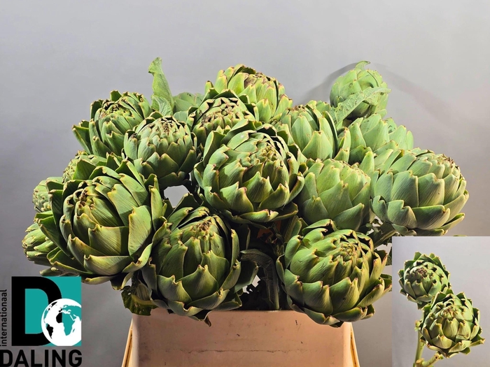 <h4>Cynara Scolymus Spray Super</h4>