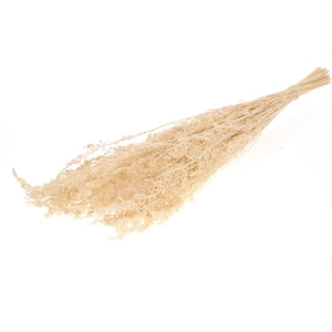 Alfa Grass Bleached White