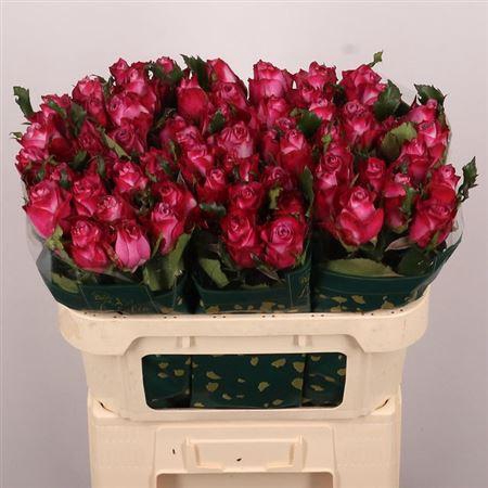 <h4>R Gr Deep Purple</h4>