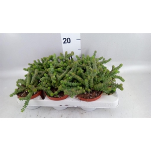 Crassula marnieriana