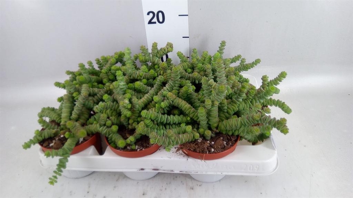 <h4>Crassula marnieriana</h4>