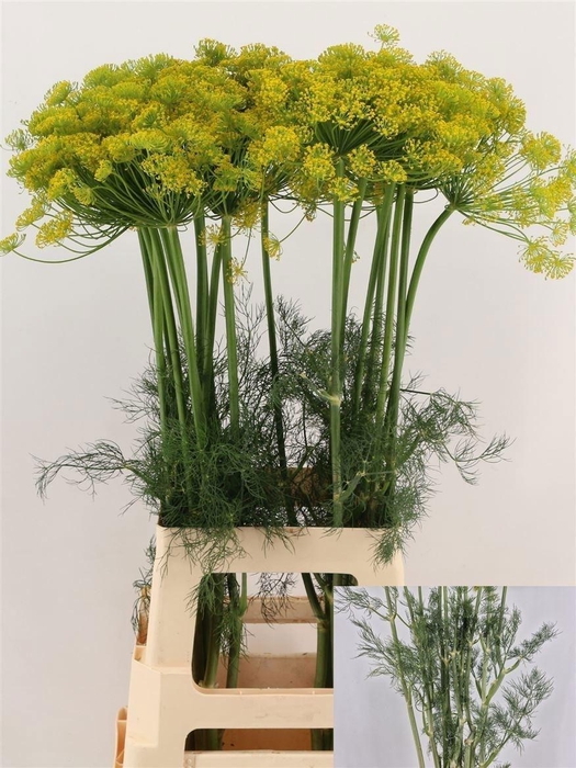 <h4>Anethum Graveolens</h4>