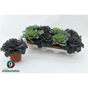 Brassica (sierkool)