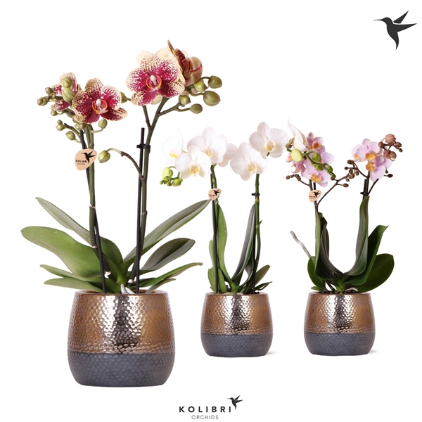 <h4>Phalaenopsis gemengd</h4>