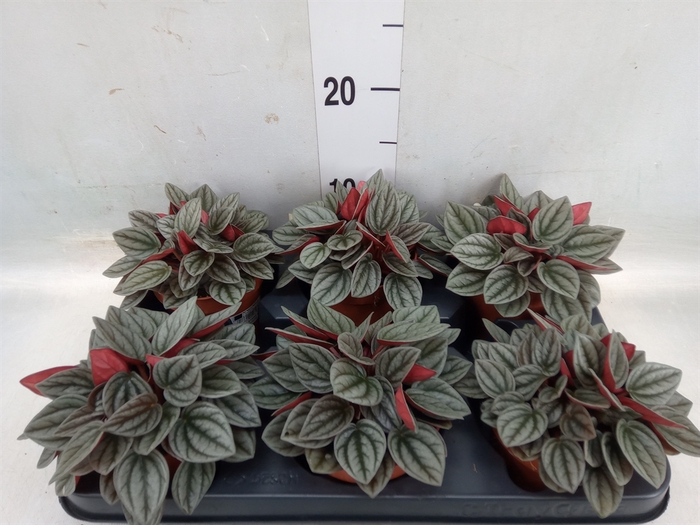 <h4>Peperomia caperata 'Santorini'</h4>