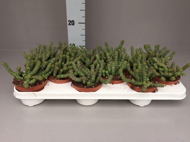 <h4>Crassula marnieriana</h4>