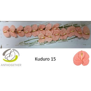 ANTH A KUDURO 15