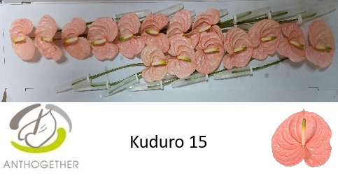 <h4>ANTH A KUDURO 15</h4>