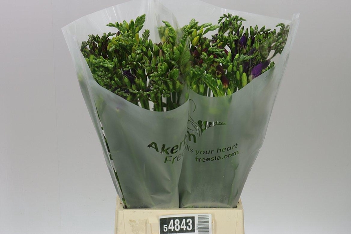 <h4>Fr En Mixed Ex</h4>