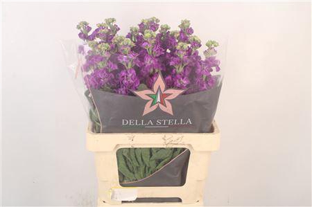 <h4>Matth Iron Purple</h4>