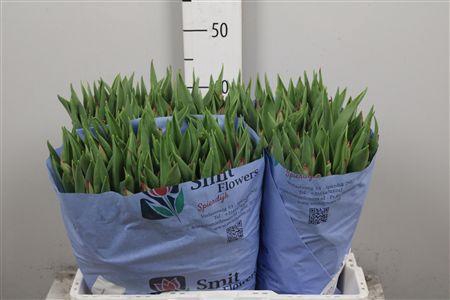 <h4>Tu En Strong Love</h4>