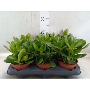 Crassula ovata