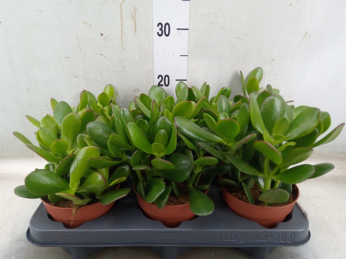 <h4>Crassula ovata</h4>