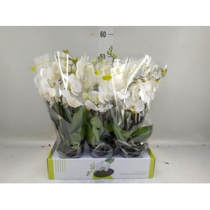 Phalaenopsis   ...white