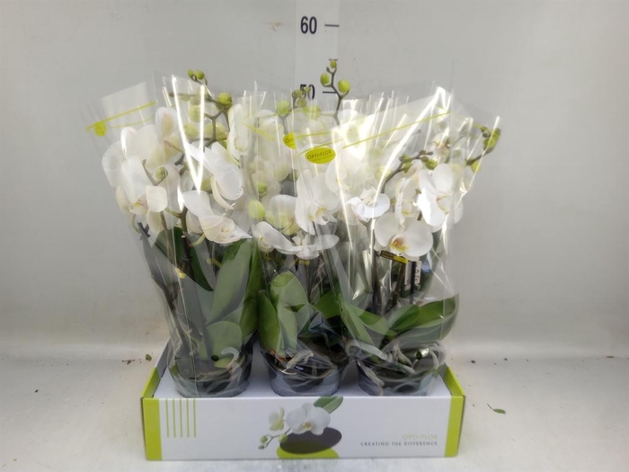 <h4>Phalaenopsis   ...white</h4>
