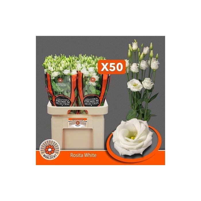 <h4>Eus G Rosita White</h4>