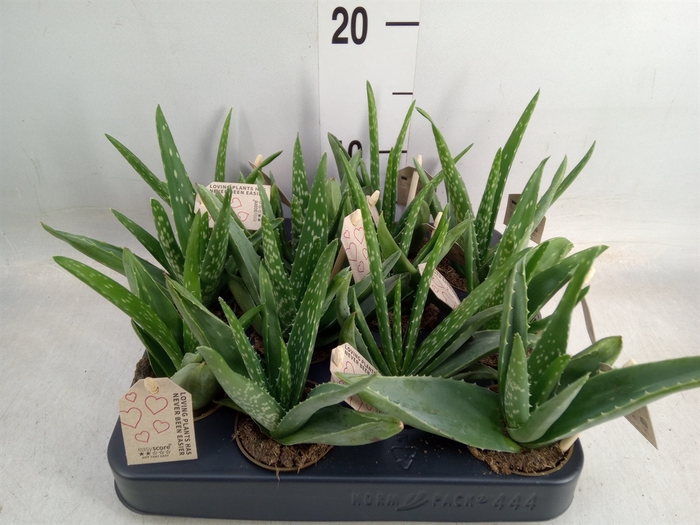 <h4>Aloe vera</h4>