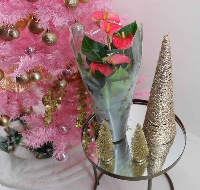 <h4>Anthurium XL.31 Arisa Pink 12cm met kersthoes</h4>