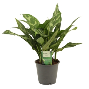 Aglaonema Maria 12 cm