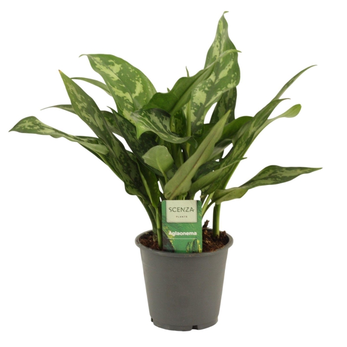 <h4>Aglaonema Maria 12 cm</h4>