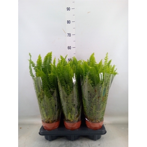 Nephrolepis exal. 'Green Lady'