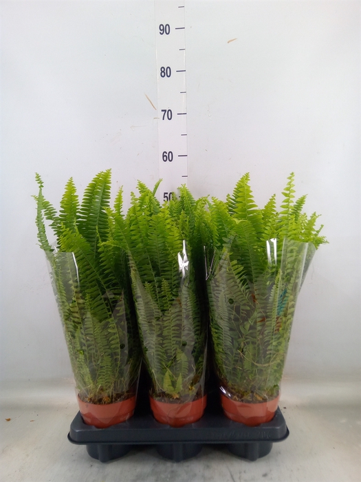 <h4>Nephrolepis exal. 'Green Lady'</h4>