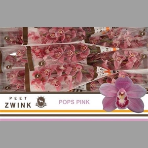 Cymb T Pops Pink